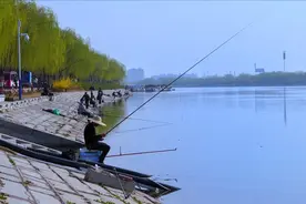 大力马虽好！但这3个“缺点”，让它在台钓中总遭钓鱼人“嫌弃”图片