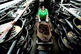 美媒称我国蟑螂产业兴起，有公司年养60亿只，可制造医药和化妆品图片