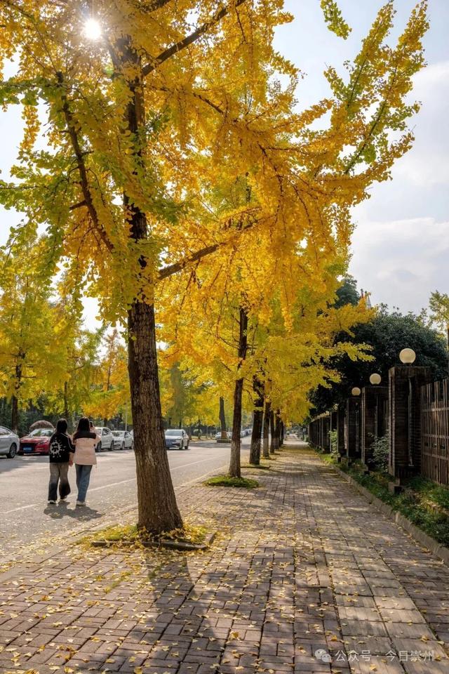 速来→崇州正上演初冬金色浪漫大片！