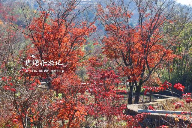 宁波四明山中鲜有人知的乡村，却被誉为中国红枫之乡，景色太迷人