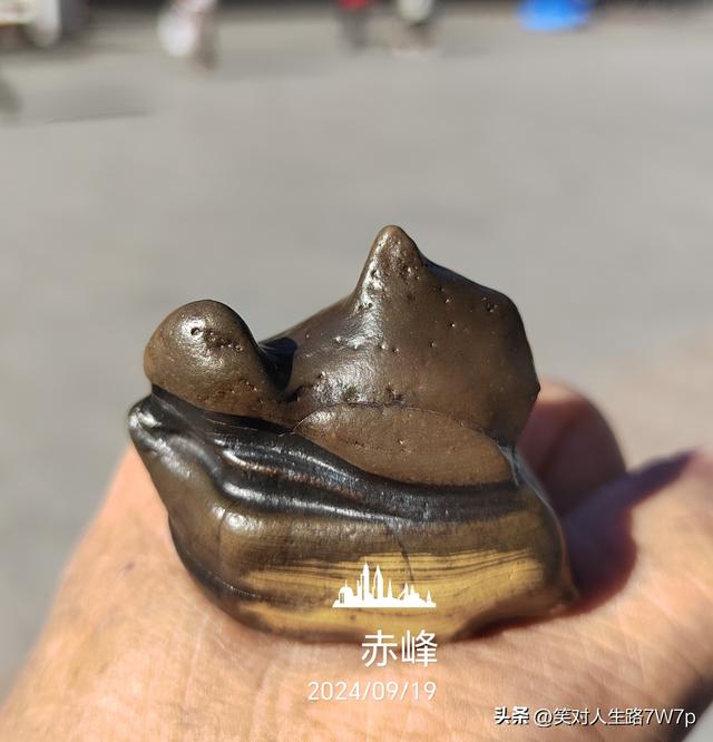 戈壁老皮石，沙漠中的活化石