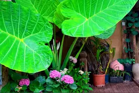 广西一姑娘，用一棵“象耳芋”，撑起整个小院，朋友们纷纷来打卡图片