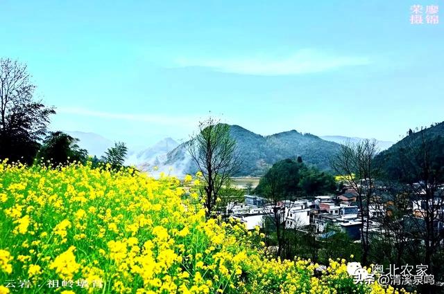 云岩青莲记