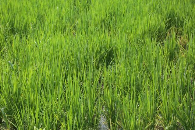 【文明旅游】太原：难老泉润稻荷香