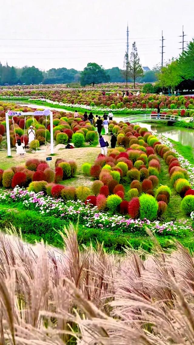 秋日的地肤草，你就说美不美吧！