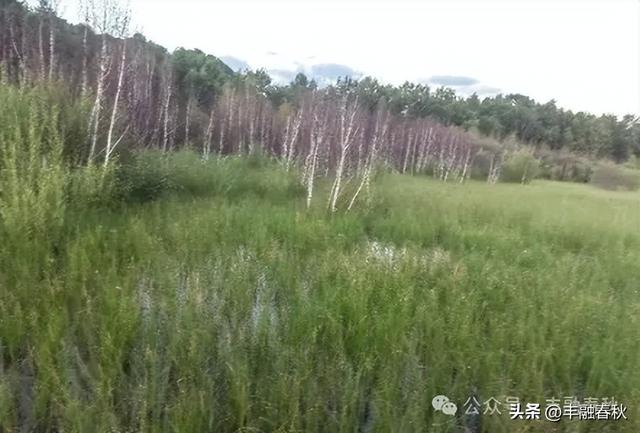 世外桃源般的桃山湖｜ 李芳