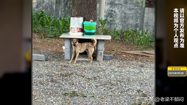 刺死入户狗主是否正当防卫？起诉书提法与家属陈述有冲突
