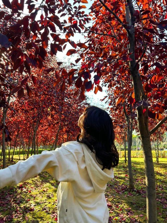 秋景如画！沈阳赏秋地图发布→