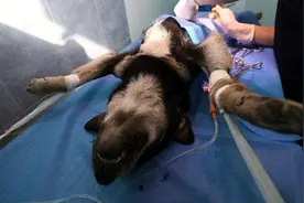 绝育后的狗狗，这些事情不能做！作为主人的你知道几个？图片