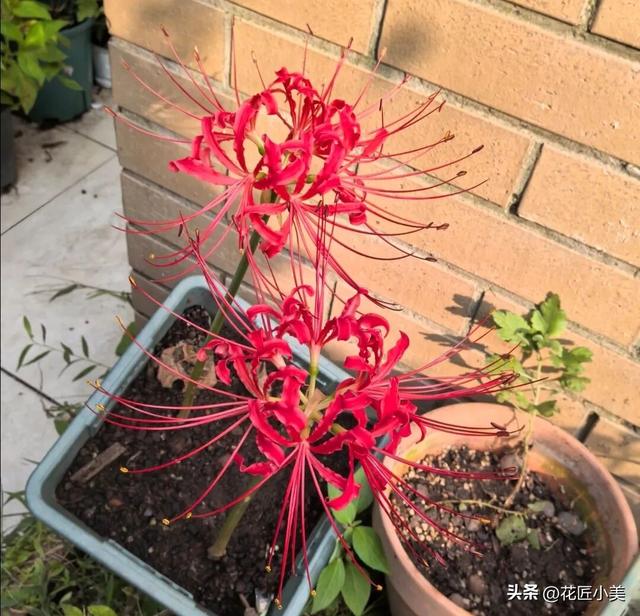 女子养了11年的花，马上就要开了，可惜因出差看不到了