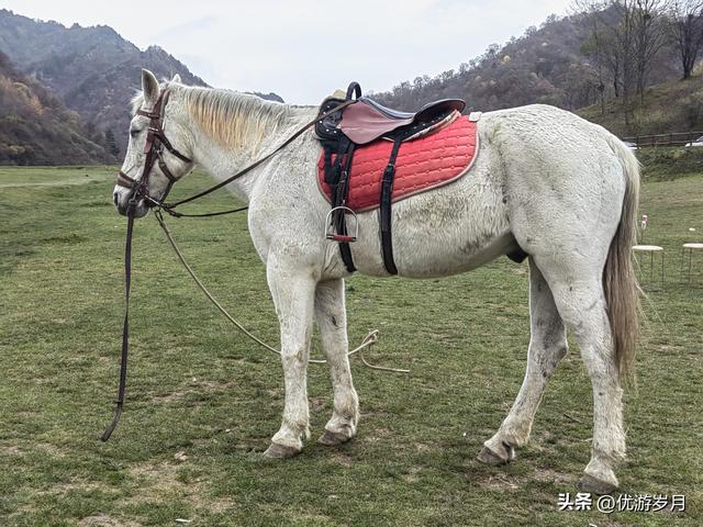 秦岭狮子沟牧场&牛奶湖