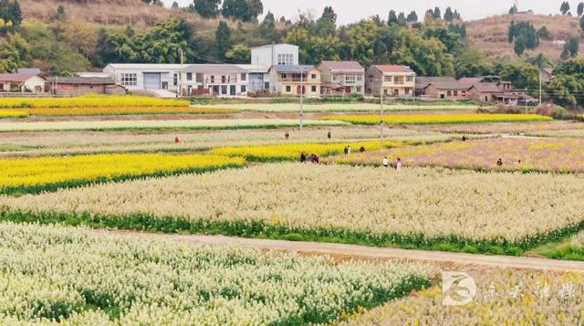 不负春光!东兴染房坝村彩色油菜花等你来打卡