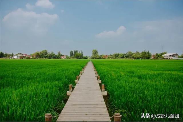夏天一定要看一次稻田！这4处可看，还能喝下午茶逛博物馆
