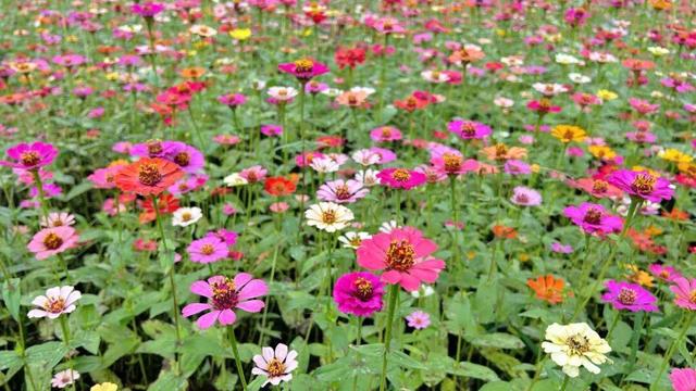 14个免费公园遛娃全攻略：看猴、玩水、露营、徒步一次集齐！速藏