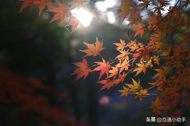 购买不会后悔的2款富士镜头，拍摄清晰又稳定！