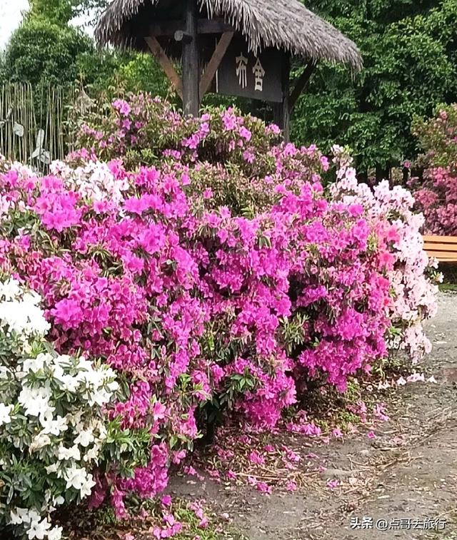 成都公园最大规模杜鹃花开了，200多亩花开成海，不要门票！