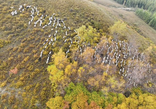 中国秋景“天花板”：黄的“五彩斑斓”的阿尔山！