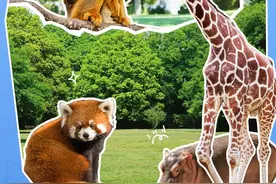 合肥野生动物园刚刚发布图片