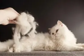 如何应对春季猫咪掉毛问题？图片