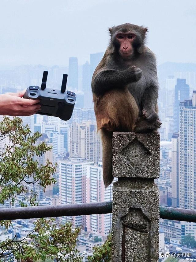 为了一只猴子！我从武汉跑去了贵阳！黔灵山的魅力不止是有猴子