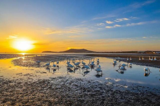 冬游威海 | “鹅”在这儿呢！