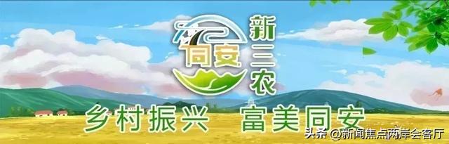 美到犯规！厦门莲花这条路成“黄金雨”仙境，绵延数公里！