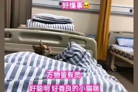 女子独自输液被陌生流浪猫照顾，还帮按铃叫护士图片