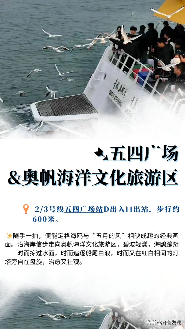 听说青岛来了老朋友？ 这份地铁“追鸥”攻略请收好！