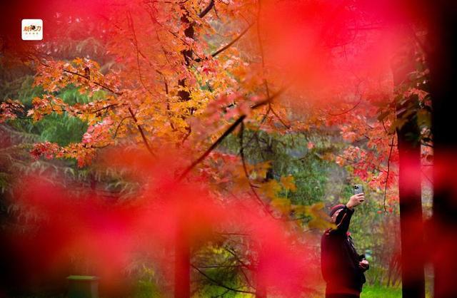 古城与秋叶的交响