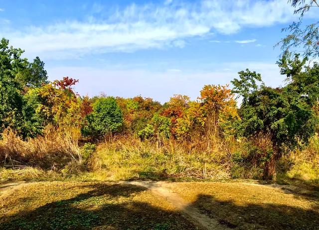 美篇：枫 叶 红 了