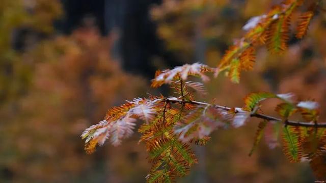 这个秋天来坪坝营，把日子过成童话！