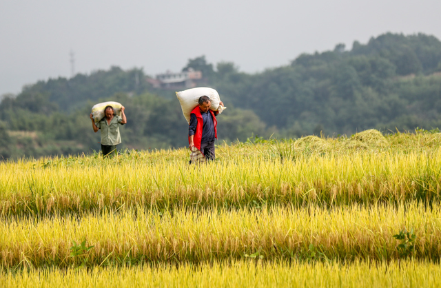 粮价二十年没涨，农民种地还能挣钱吗？深挖背后发现涨价才是好事