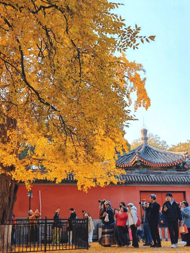 出片率100%！是时候来“京西小故宫”，邂逅一抹银杏黄