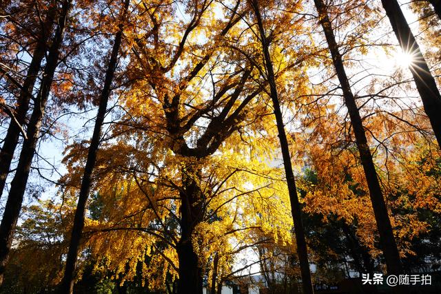 又是一年银杏璀璨时,上海闵行一棵300余年古银杏树进入醉美时刻