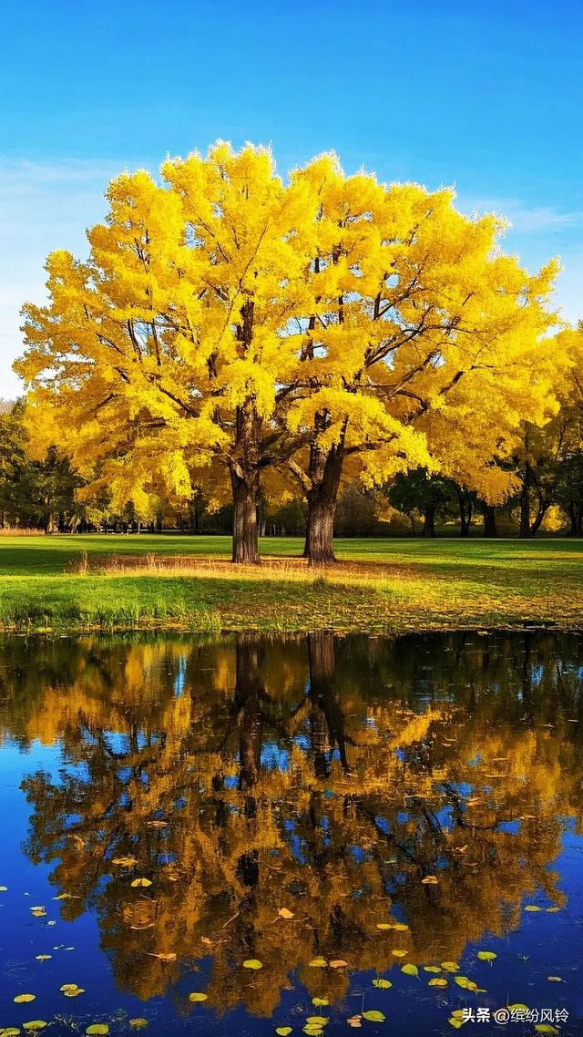 银杏将满树金黄泼洒向天空