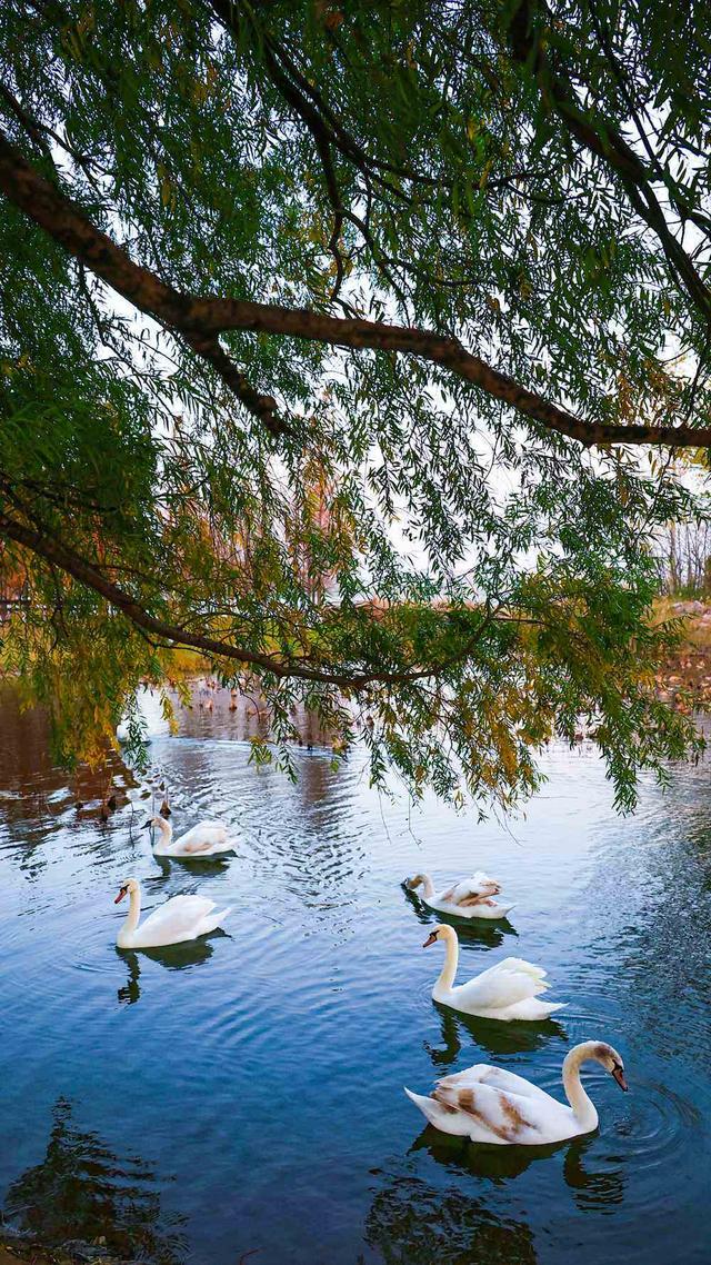 邂逅初冬！漫步郑州，在色彩斑斓中行走