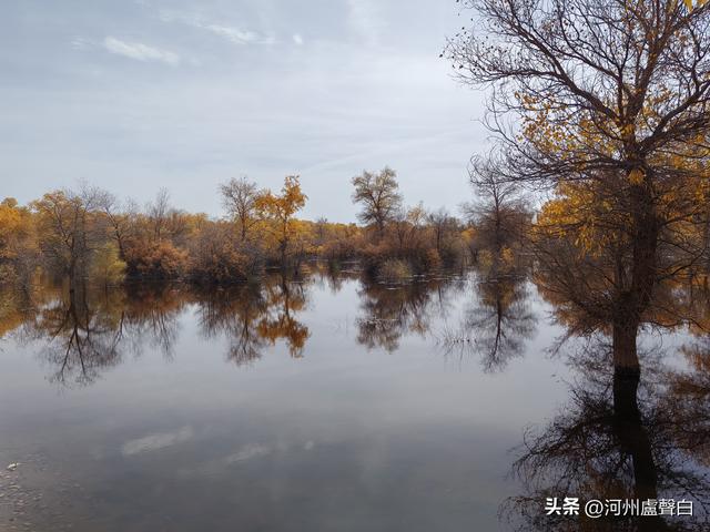 金塔胡杨林