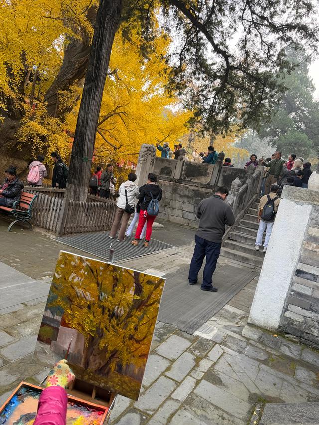 甘撒金缕苒秋寰