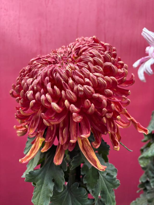 冬雨赏菊韵味浓