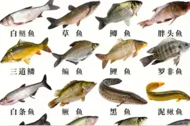 淡水鱼十大排行榜：看看你喜欢吃的在第几名？图片