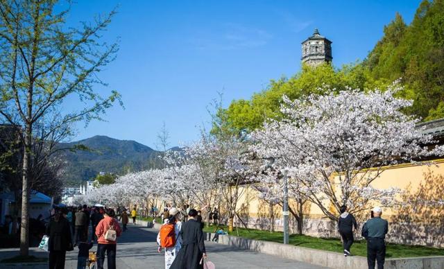 台州春行录：山海寻鲜，花间寻梦