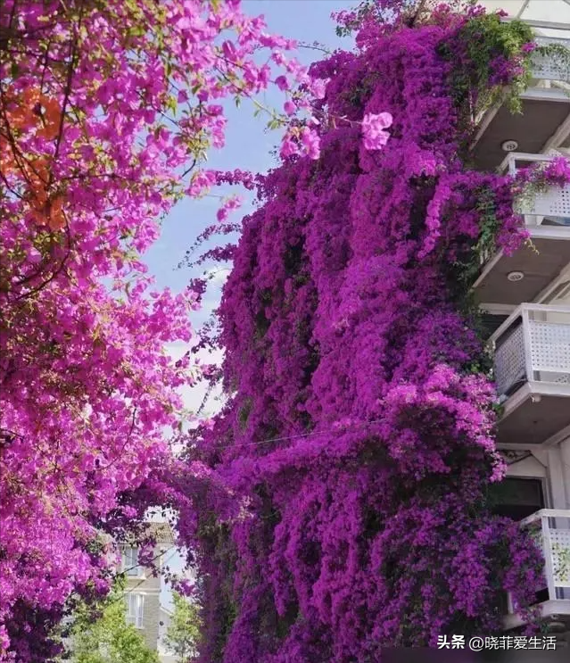 昆明一户人家门口，开出了5层楼的“花瀑”，太美，太壮观了~