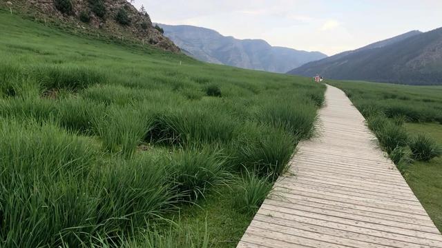 陇上行（九）走过马兰花大草原，想起了儿时的记忆！（7月28日）
