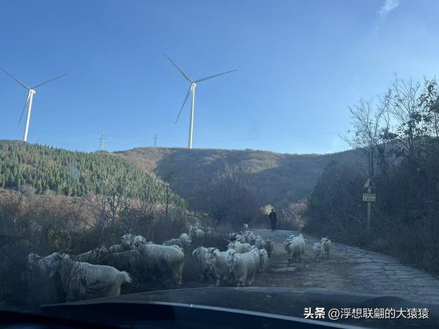 游赏过九鼎山后，我又跑到一户院里“强买”了大爷种在路边的白菜