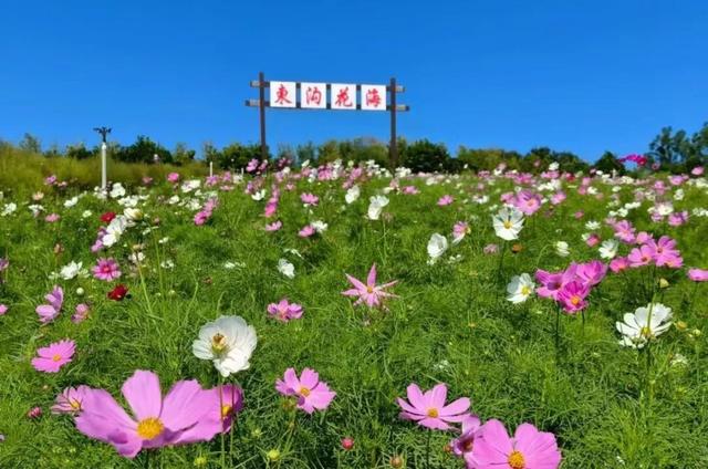 接住！金普秋日“花”招百出，处处都是显眼“苞”！
