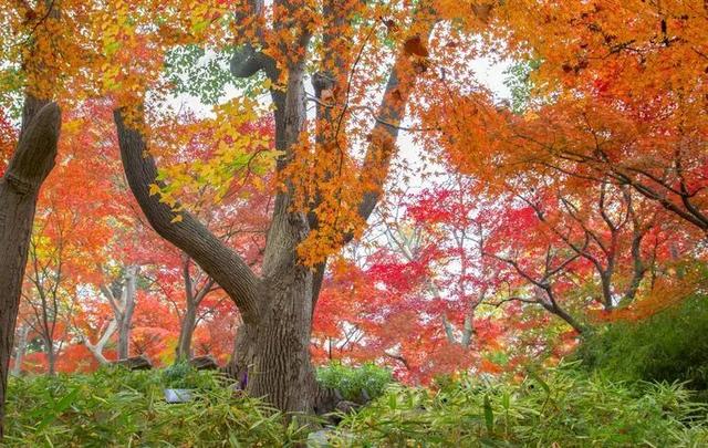 高铁1h！比西安秀美！这座千年古都秋色绝了！高光仅20天！