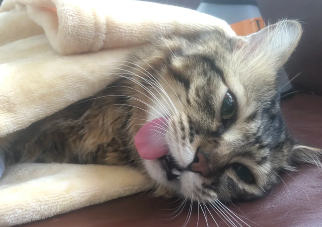猫咪不能碰的“7种食物”，一小时内致命！主人吃它也要小心！