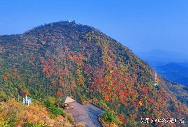 秋色限定！自驾郧阳230省道，闯入十堰的“红叶天堂”