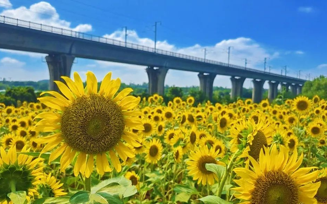 鎏金盛夏！空港新城藏着一片金色的“海”！