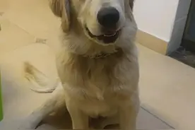 狗狗得了肾衰竭，能救一个是一个图片